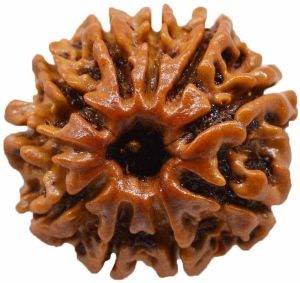 10 Mukhi Rudraksha Bead