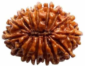 15 Mukhi Rudraksha Bead