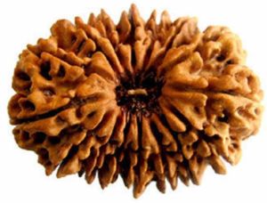 16 Mukhi Rudraksha Bead