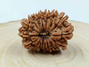 17 Mukhi Rudraksha Bead