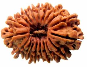 19 Mukhi Rudraksha Bead