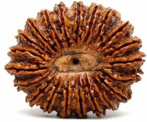 21 Mukhi Rudraksha Bead