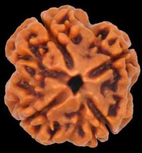 4 Mukhi Rudraksha