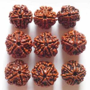 5 Mukhi Rudraksha