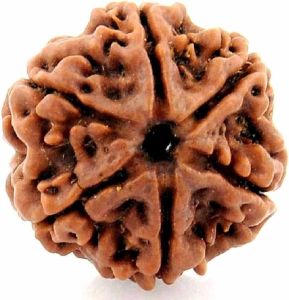 6 Mukhi Rudraksha