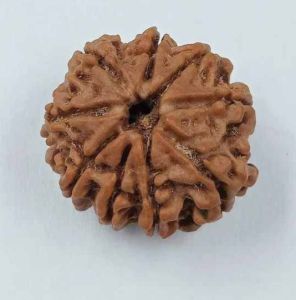 8 Mukhi Rudraksha