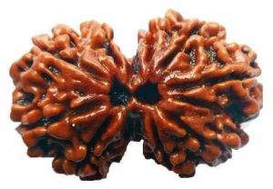 Gauri Shankar Rudraksha