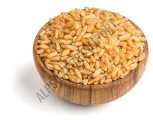 Durum Wheat Grain