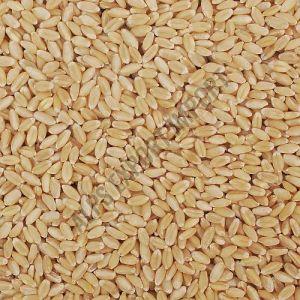Lokwan Wheat Grain