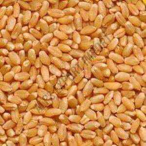 Sharbati Wheat Grain