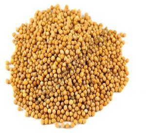 Yellow Mustard Seeds