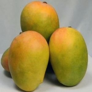 Fresh Kesar Mango