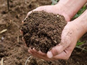 Dry Cow Dung Manure