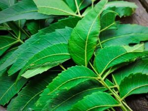 Fresh Neem Leaves