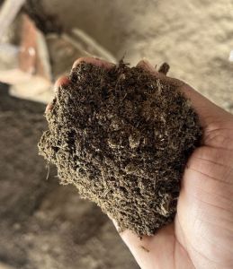 Dry Cow Dung
