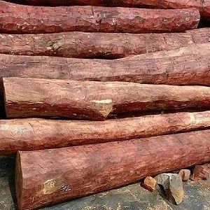 A Grade Red Sandalwood Timber Logs