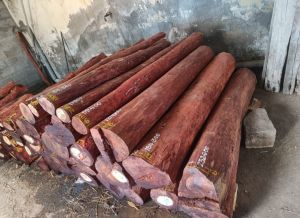Natural Red Sandalwood Logs
