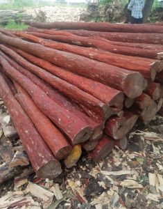 Natural Red Sandalwood Logs