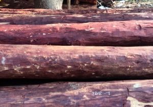 Natural Red Sandalwood Logs