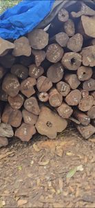 Natural White Sandalwood Logs