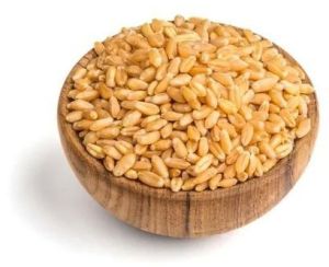 Durum Wheat Grain