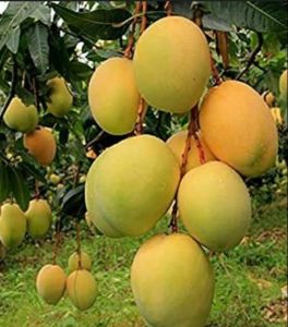 Fresh Mango