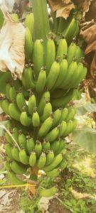 Green Fresh Raw Banana