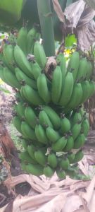 Green Fresh Raw Banana