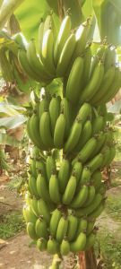 Green Fresh Raw Banana