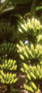 Green Fresh Raw Banana