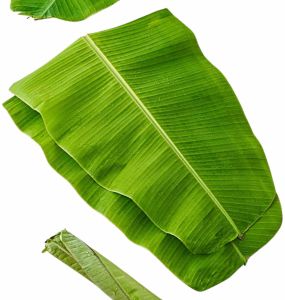 9 Inch Green Banana Leave