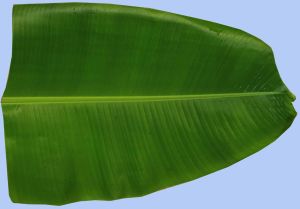 Green Banana Leave