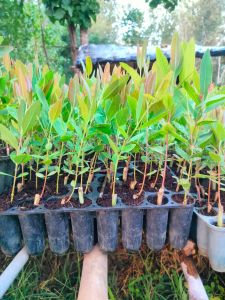 Hybrid Eucalyptus Plants
