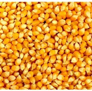 A Grade Yellow Maize