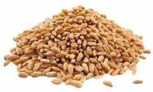 Indian Whole Wheat Grain
