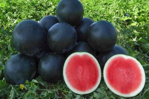A Grade Fresh Waterle Melon