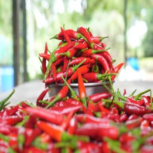 Bird Eye Chilli