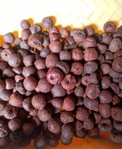 Dried Red Rashi Betel Nut