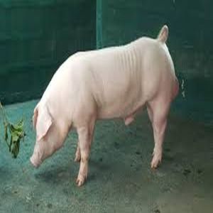 Large White Yorkshire Pig