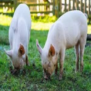 White Big Male Pig