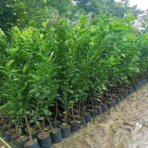 Medicinal Mahogany Green Leaves