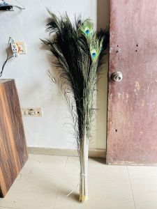 Natural Peacock Feathers