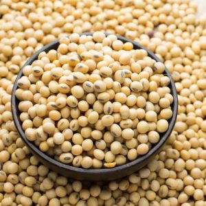 Dry Soybean Seeds