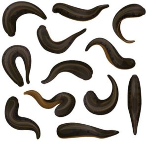 Medicinal Leeches