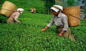 Premium Black CTC Tea