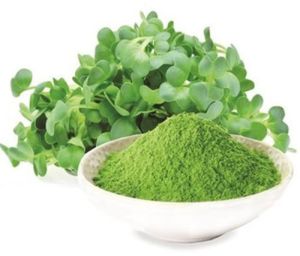 Alfalfa Leaves Powder