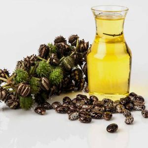 Castor Seeds Oil