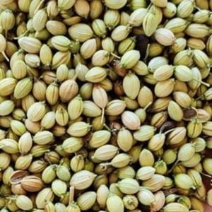 Coriander Seeds