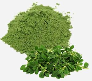 Dehydrated Fenugreek Leaves Powder
