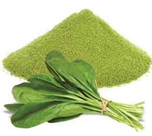 Dehydrated Spinach Leaves Powder
